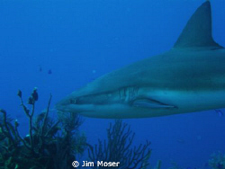 Caribbean Reef Shark off the coast of Belize at Silver Ca... by Jim Moser 